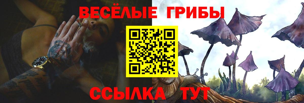 Котовск  Галлюциногенные грибы Cubensis  Вход с VPN 